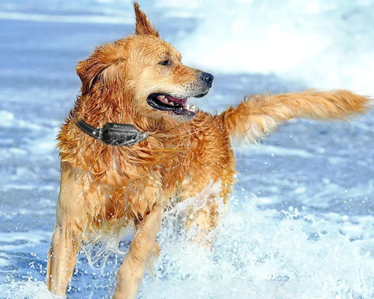 Waterproof Rechargeable Remote Dog Training Collar for Obedience and Outdoor Walks