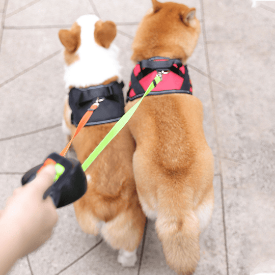 Walking two dogs with dual leash