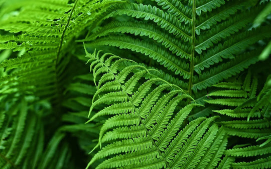 Lifelike UV Resistant Artificial Boston Fern for Outdoor and Porch Decor