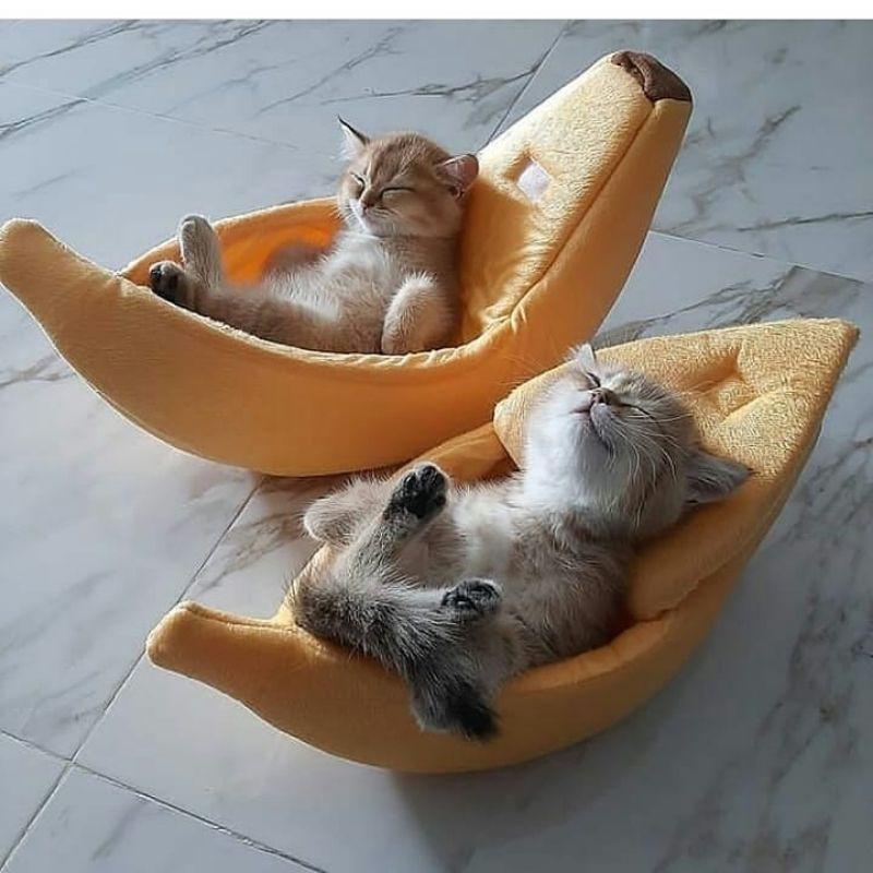 Two kittens in yellow banana beds