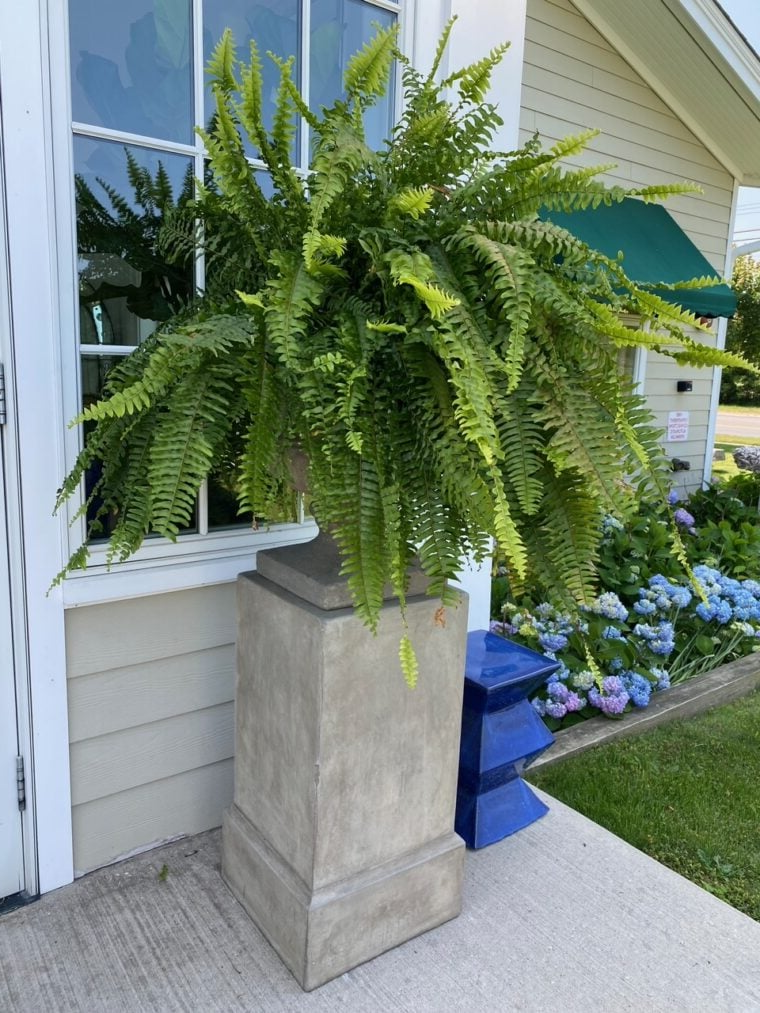 Lifelike UV Resistant Artificial Boston Fern for Outdoor and Porch Decor