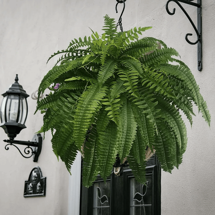 Lifelike UV Resistant Artificial Boston Fern for Outdoor and Porch Decor